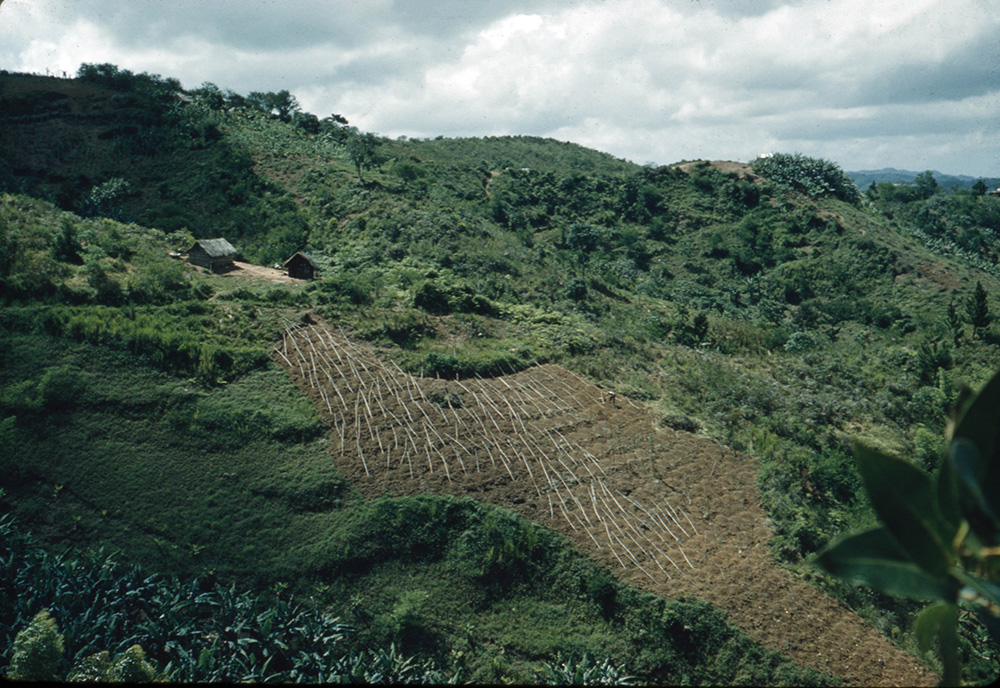 Yam poles – peasant farming in Christiana, Jamaica